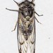 Psaltoda pictibasis - Photo (c) Ian McMillan, alguns direitos reservados (CC BY-NC), uploaded by Ian McMillan