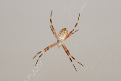 Argiope katherina