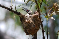 Philemon argenticeps