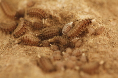 Polyxenus lagurus