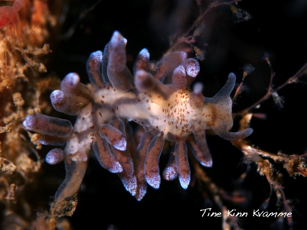 Eubranchulus rupium