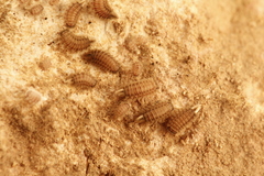 Polyxenus lagurus