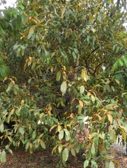 Byrsonima crassifolia