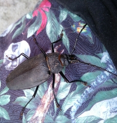 Ctenoscelis acanthopus