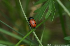 Cryptocephalus primarius