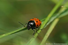 Cryptocephalus primarius