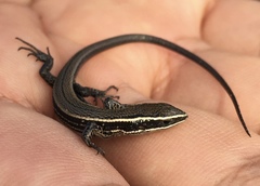 Pholidobolus montium