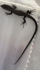 Pholidobolus montium