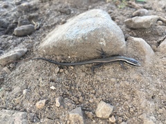 Pholidobolus montium