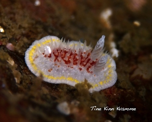 Diaphorodoris luteocincta