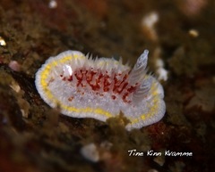 Diaphorodoris luteocincta