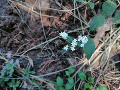Stevia serrata