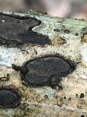 Biscogniauxia capnodes