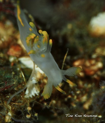 Humped Ancula Sea Slug