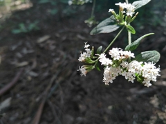 Stevia serrata