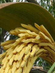 Arecales