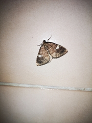 Larentia malvata