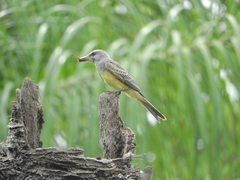 Tyrannus melancholicus