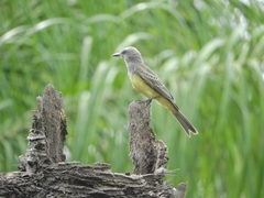 Tyrannus melancholicus