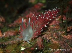 Carronella pellucida