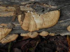 Fungi