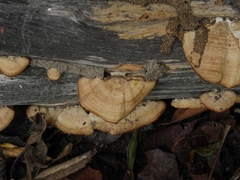 Fungi