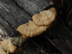 Fungi