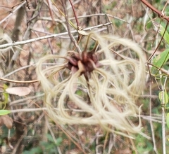 Clematis reticulata