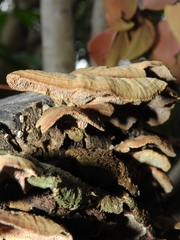 Fungi