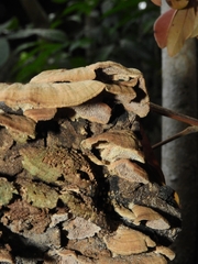 Fungi