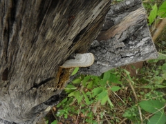 Polyporaceae