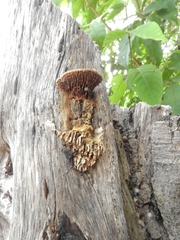 Polyporaceae