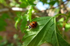 Harmonia axyridis