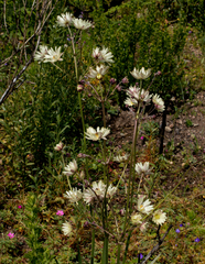 Knowltonia anemonoides