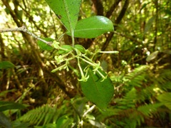 Wikstroemia