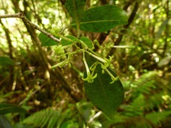Wikstroemia