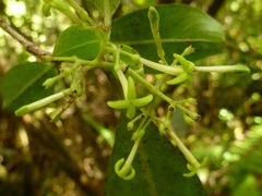 Wikstroemia