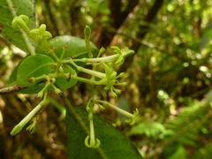 Wikstroemia