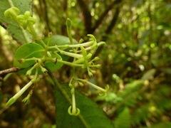 Wikstroemia
