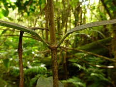 Wikstroemia