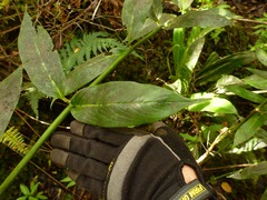 Wikstroemia