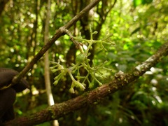 Wikstroemia