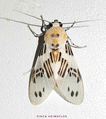 Idalus daga