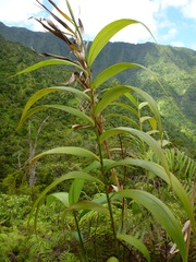 Joinvillea ascendens