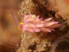 Favorinus mirabilis