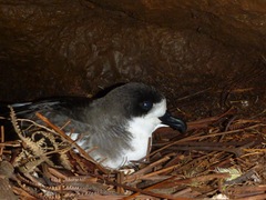 Pterodroma sandwichensis