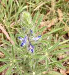 Lupinus bracteolaris