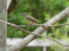 Empidonomus varius