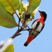Mistletoebird - Photo (c) Tan Kok Hui, some rights reserved (CC BY-NC)