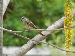 Empidonomus varius